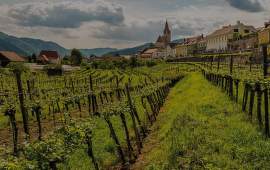 Festival rakúskych vín v Global Wines & Spirits