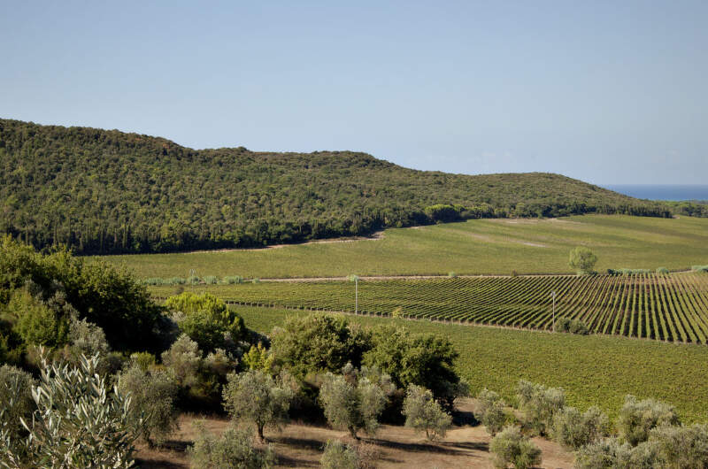 Tenuta Guado al Tasso