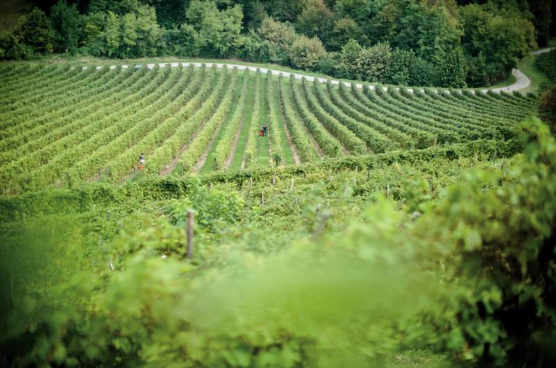 Fantini Vini, Abruzzo