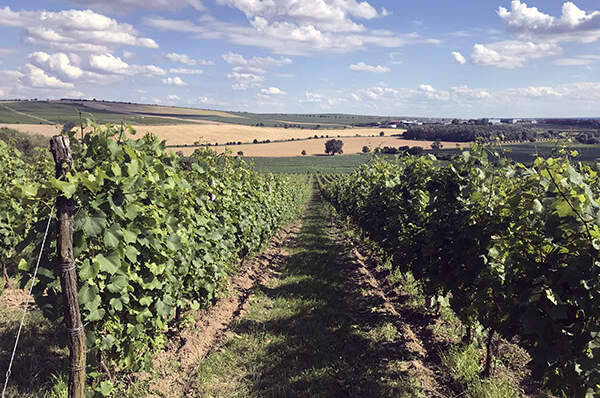 Vinárstvo Jaroslav Springer